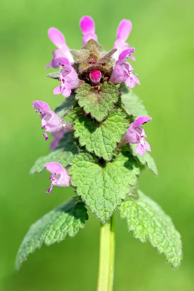 Lamio Purpureum Lamium Purpureum — Foto Stock