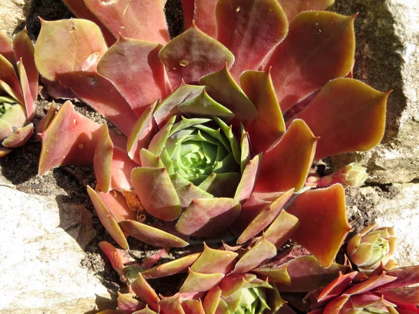 Houseleek Sempervivum Cultorum Rode Papaver — Stockfoto