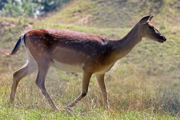 Natur Wildtiere Damhirsche Tiere Tierwelt — Stockfoto