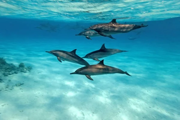 Dolphins Sea Egypt — Stock Photo, Image