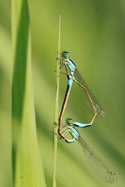 Closeup Macro Vedere Insectă Libelulă — Fotografie, imagine de stoc