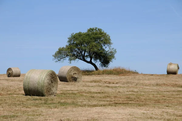 Corn Field Bales Agriculture — Stock Photo, Image