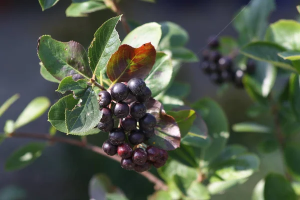 Schöne Botanische Aufnahme Natürliche Tapete — Stockfoto