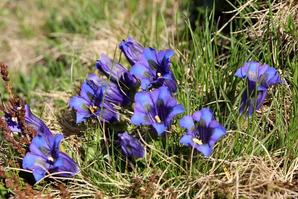 草原のジーンチの花 — ストック写真