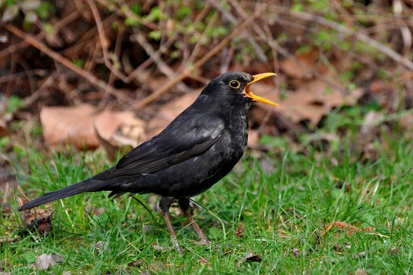 Blackbird Galo Parque — Fotografia de Stock