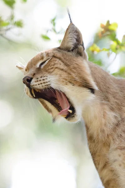 Lynx Wild Animal Nature — Stock Photo, Image