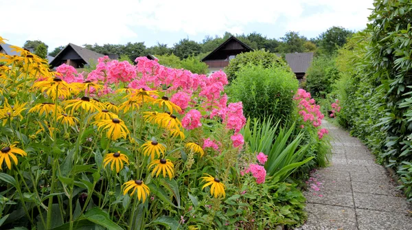 정원에 Rudbeckia Phlox — 스톡 사진