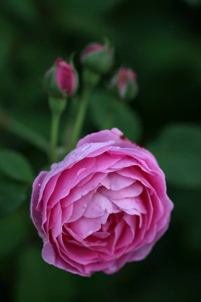 Schöne Blumen Blumiges Konzept Hintergrund — Stockfoto