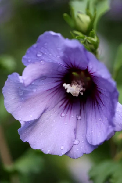 Fleurs Hibiscus Pétales Flore Nature — Photo