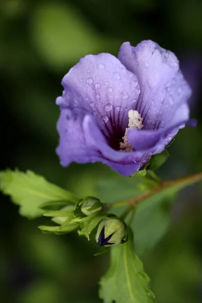 ハイビスカスの花の花びら 植物や自然 — ストック写真