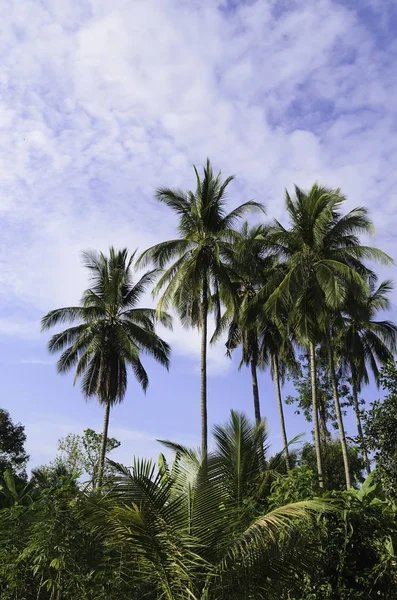 Coconut Tree Garden — Stock Photo, Image