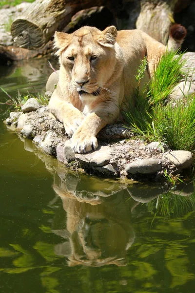 Savannah Wildcat Gato Predador Leoa — Fotografia de Stock