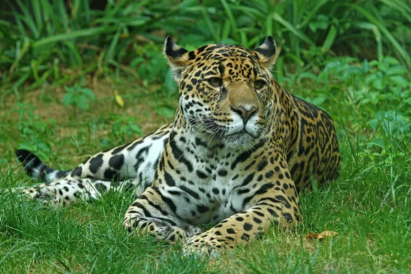 Jaguar Cacciatore Grande Gatto Animale Selvatico — Foto Stock