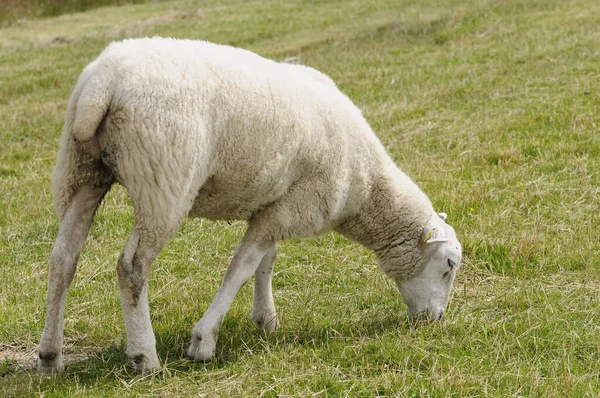 Scenisk Över Sanddyner Selektivt Fokus — Stockfoto