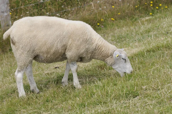 Festői Kilátás Dűnék Szelektív Fókusz — Stock Fotó