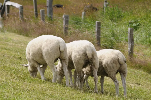 Festői Kilátás Dűnék Szelektív Fókusz — Stock Fotó