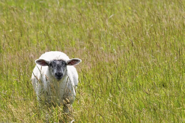 Festői Kilátás Dűnék Szelektív Fókusz — Stock Fotó