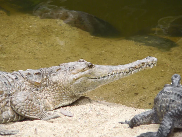 Crocodilo Australiano Água Doce Praia Areia Austrália — Fotografia de Stock