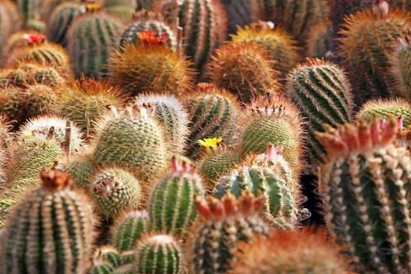 Растение Тропической Природы Растительность Ботаники Кактус — стоковое фото