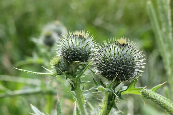 Tistel Blommor Vilda Fält Flora — Stockfoto