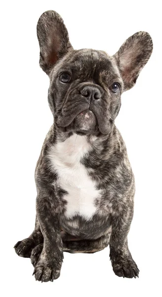 Franse Bulldog Stamboom Hond Huisdier — Stockfoto