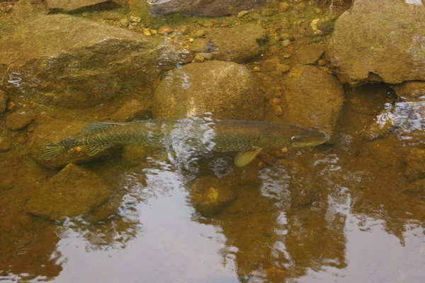 Grand Brochet Nord Esox Lucius Dans Loch Ness — Photo