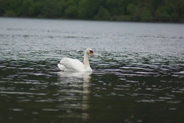 Cigno Muto Cygnus Olor Nuoto Loch Ness — Foto Stock