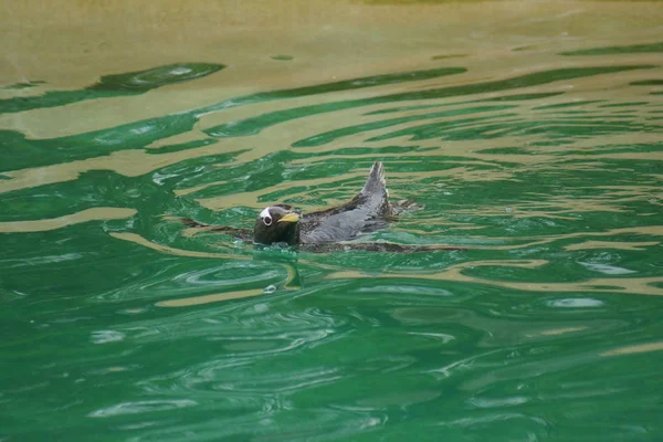 Pinguim Cavalheiro Selvagem Pygoscelis Papua — Fotografia de Stock