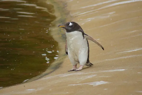 Pingüinos Gentoo Salvaje Pygoscelis Papua — Foto de Stock