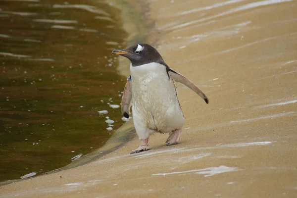 Wild Gentoo Penguin Pygoscelis Papua — Stock Photo, Image