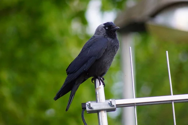 Perching Jackdaw Corvus Monedula — стоковое фото