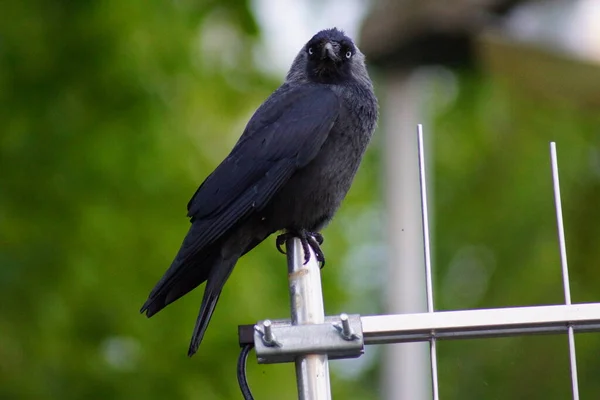 Jackdaw Perching Corvus Monedula — Fotografia de Stock