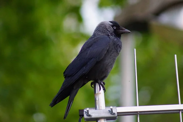 Perching Jackdaw Corvus Monedula — стоковое фото