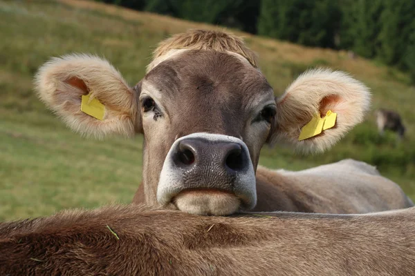 Cows Natural Landscape Selective Focus Royalty Free Stock Photos