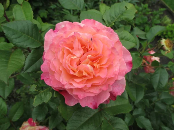 Vista Vicino Bellissimi Fiori Fiore — Foto Stock