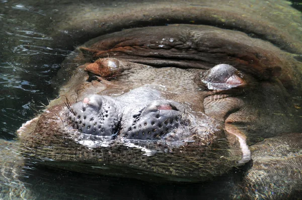 Hippopotamus Animal Hippo Wildlife — Stock Photo, Image