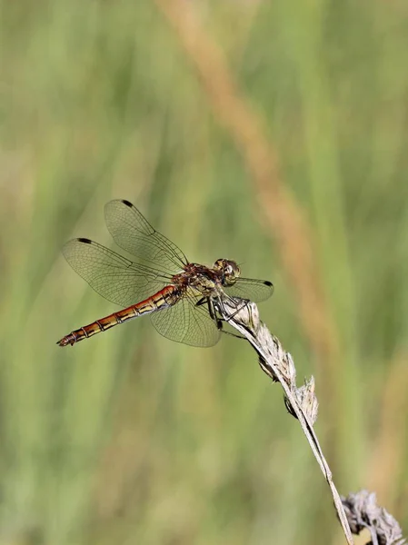 Close Macro View Van Libelle Insect — Stockfoto