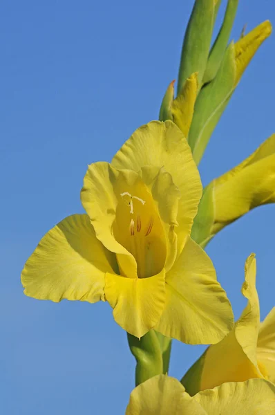 Gladiolus Květiny Flóra Listoví — Stock fotografie