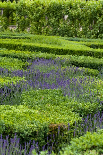 Splendid Decorative Gardens Castles Valley Loire — Stock Photo, Image