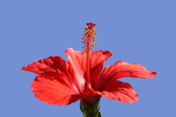 ハイビスカスの花の花びら 植物や自然 — ストック写真