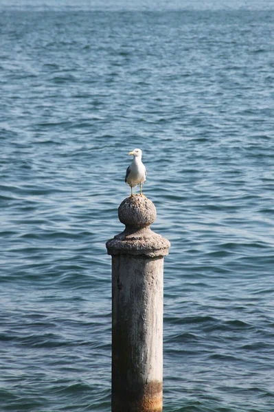 海鸥欣赏风景 — 图库照片