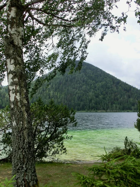 Erlaufsee Σημύδα Πρώτο Πλάνο — Φωτογραφία Αρχείου