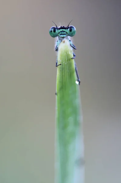 Odonata Szitakötő Természetben Flóra — Stock Fotó