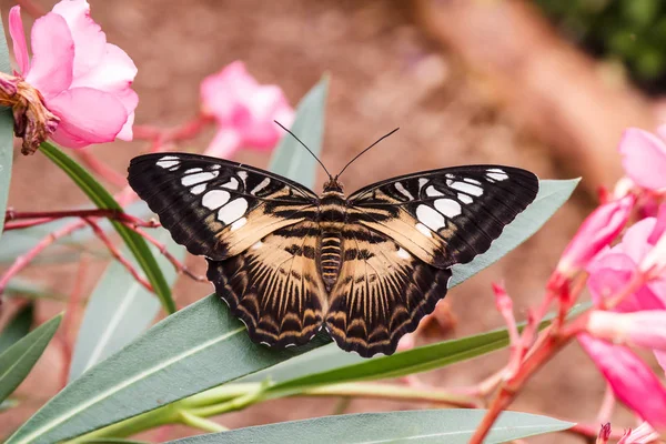 Brauner Segler Parthenos Sylvia Brown 2013 — Foto de Stock