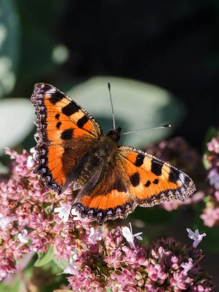 Pequenas Tortoiseshell Aglais Urticae — Fotografia de Stock