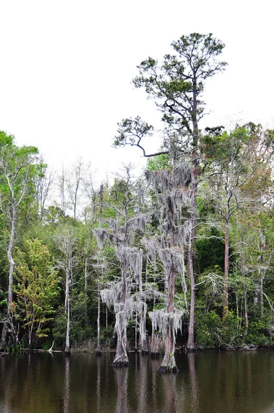 Flora Naturaleza Troncos Árboles Botánicos — Foto de Stock