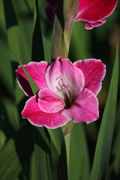 Květy Květů Gladiolu — Stock fotografie