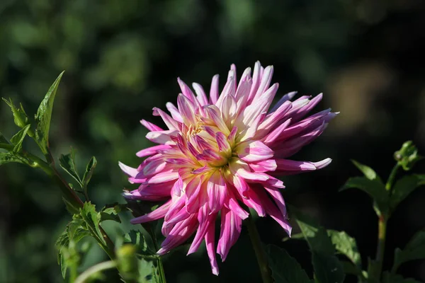 Vue Rapprochée Belle Floraison Dahlia — Photo