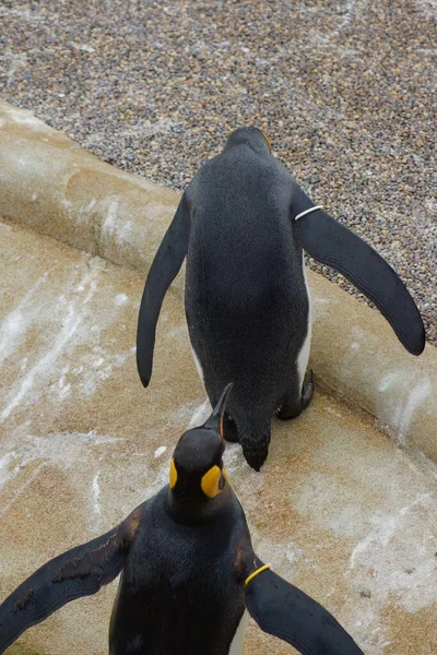 Große Königspinguine Aptenodytes Patagonicus — Stockfoto