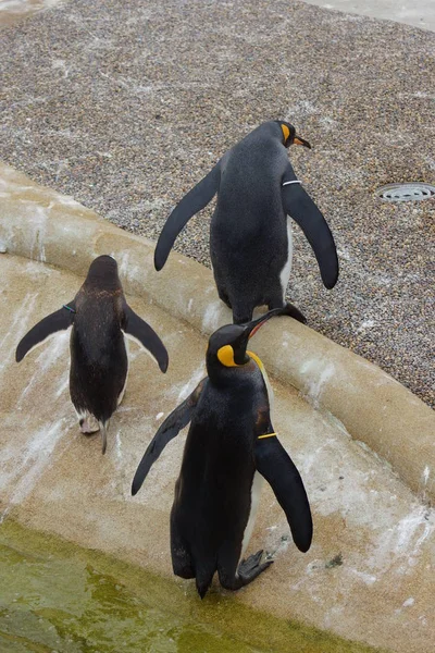 Große Königspinguine Aptenodytes Patagonicus — Stockfoto